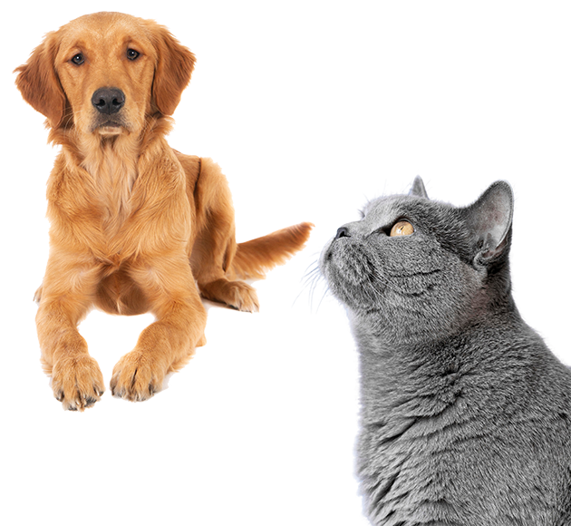 https://vetklinika.agerasimov.lt/wp-content/uploads/2024/05/dog-cat.png