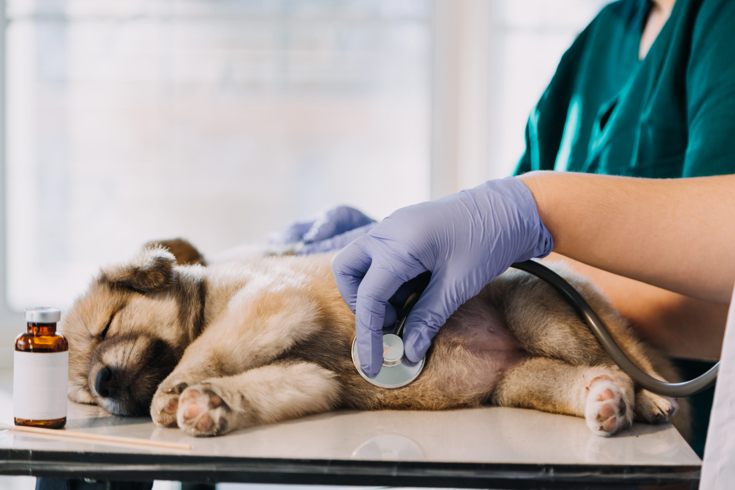 https://vetklinika.agerasimov.lt/wp-content/uploads/2024/05/vecteezy_checking-the-breath-male-veterinarian-in-work-uniform_16854904-scaled.jpg